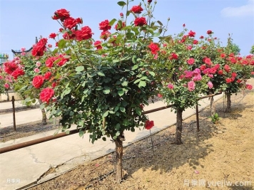 修復(fù)水生態(tài)系統(tǒng)、創(chuàng)造水邊和水中生物多樣性環(huán)境的12種方法