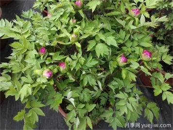 牡丹花花期施什么肥？