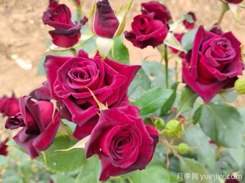 自己做澆花營養(yǎng)水，月季蹭蹭冒花苞