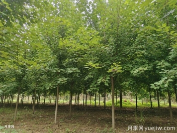 種植楓樹(shù)要注意的5個(gè)事項(xiàng)