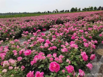 苗圃冬季除草該注意哪些事項(xiàng)？