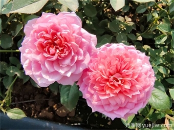 適于室內(nèi)種植的植物和不適于室內(nèi)種植的植物有哪些？