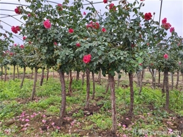 如何挖好一個標(biāo)準(zhǔn)的苗木種植穴？
