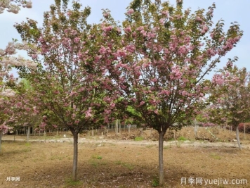 如何防治櫻花枝干流膠？