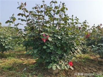 什么標準的花木原冠苗好？