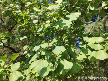 購(gòu)買銀杏種子注意事項(xiàng)