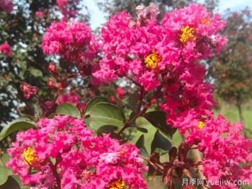 紅葉紫薇盆栽的養(yǎng)殖方法和注意事項