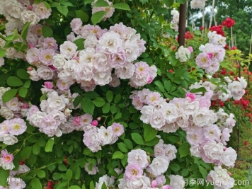 紫薇與薔薇有什么不同？