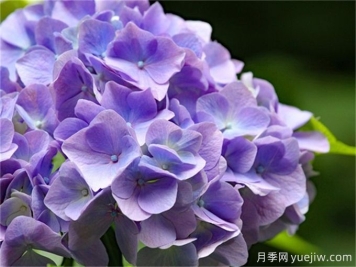 盤點(diǎn)7個(gè)超級好看的繡球花品種
