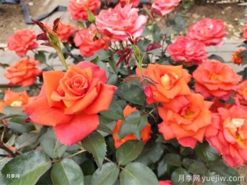 月季花的種類有很多，怎么區(qū)分你知道嗎？