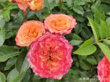 跳出月季坑，三個(gè)原因居然進(jìn)入花友黑名單