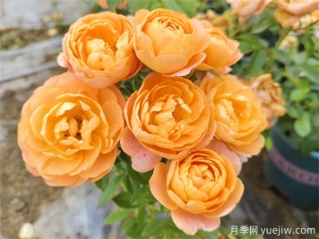 為什么一定要養(yǎng)果汁陽(yáng)臺(tái)月季花？有何魅力