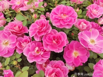 10年經(jīng)驗分享，養(yǎng)好月季只需做好4件事