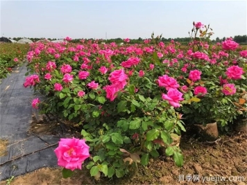 月季對(duì)空氣溫度濕度土壤的要求有哪些？