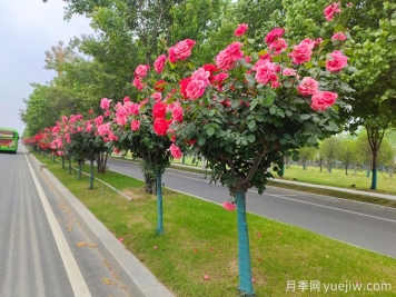 主干路兩側(cè)的樹木該如何修剪？