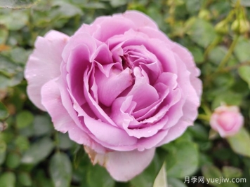 月季花變形的幕后黑手，16個原因