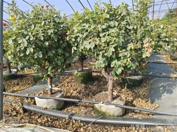 全國月季11月花事，南賞花北過冬