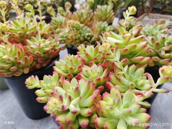 十種省心植物，不用勤澆水