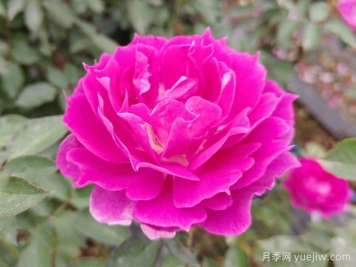 蝴蝶蘭和月季花有什么不同處？蝴蝶蘭和月季花哪個(gè)好養(yǎng)？