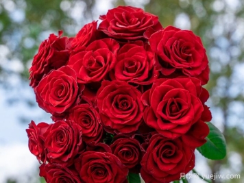 高原紅月季，花期長觀賞價值高的月季