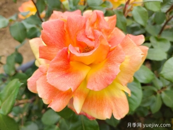 中國(guó)十大名花，誰(shuí)是你心中最美的花