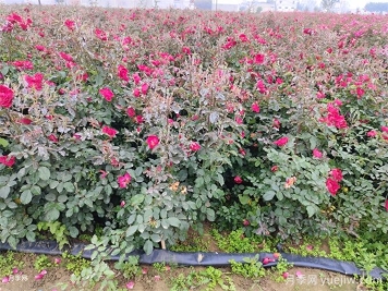 冬季月季花苞還能開放嗎？