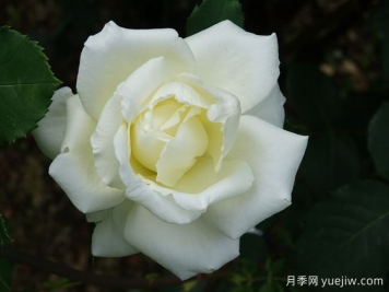 月季推薦，白色圣誕月季