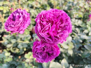 月季花冬天如何養(yǎng)護？教你春天爆盆絕招