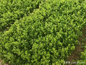 春天綠籬栽植養(yǎng)護(hù)辦法，大大減少死亡率