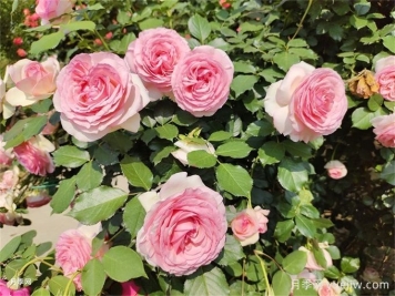 爬藤月季受寵，打造庭院浪漫花墻