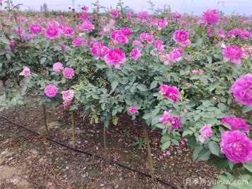 月季用什么土壤種植最好？