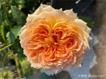 焦糖古董月季，花大如碗，又美又香，多季開花