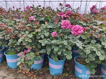 如何選擇適合家里高度的綠植盆栽？