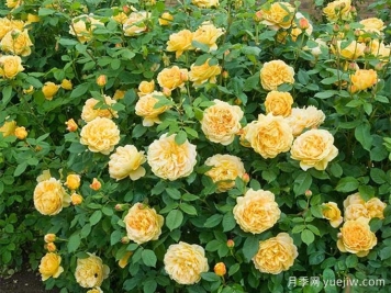 推薦3種真正四季開(kāi)花的藤本月季