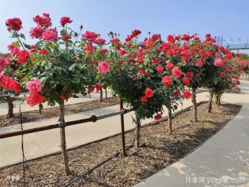 什么是綠化養(yǎng)護的精細化管理？