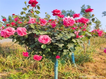 月季樹，花中皇后的綠色奇跡