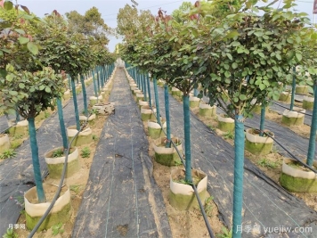 園林植物3種保溫措施的技術(shù)要點