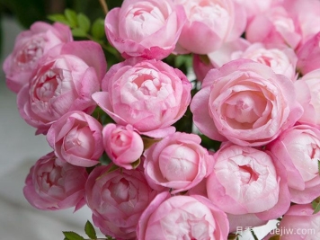 草莓杏仁餅月季推薦，花期長開花勤
