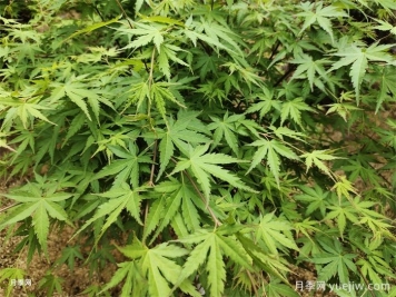 植物中的變色龍，雞爪槭