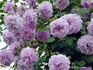藍(lán)色陰雨月季，花色獨(dú)特勤花多頭