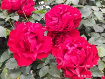 八首月季花詩詞分享，月季只應(yīng)天上物，四時榮謝色常同