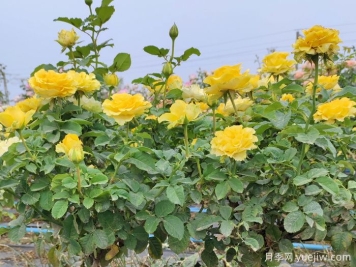 養(yǎng)月季摘芽和抹芽的區(qū)別？該如何做？