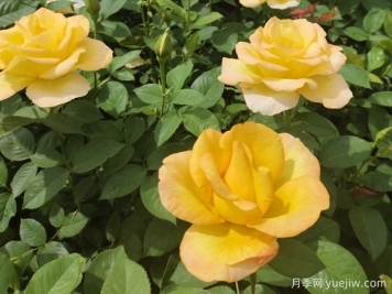 月季花骨朵垂下來什么原因？