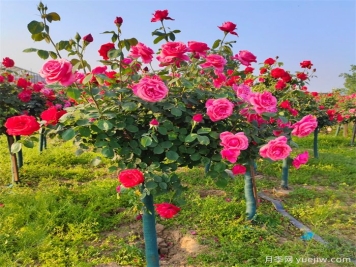 怎樣讓樹(shù)狀月季多開(kāi)花？