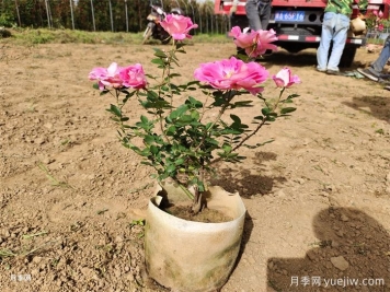 盆栽月季的魅力與優(yōu)勢(shì)
