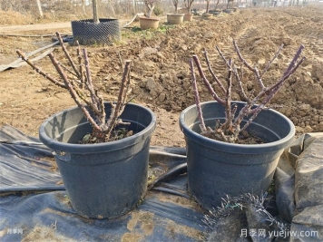 長勢不良的盆栽月季，冬剪之后開花效果超好