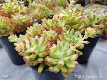 冬季多肉植物該如何養(yǎng)護(hù)管理？