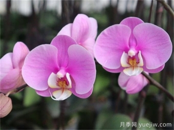 中國(guó)常見(jiàn)蘭科植物品種盤點(diǎn)