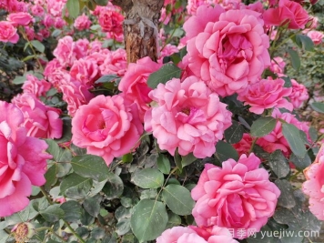 月季花開(kāi)艷滿(mǎn)城，淮安匠心打響市花月季品牌