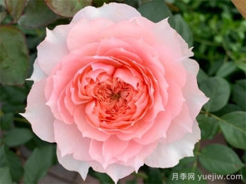 莫妮卡戴維月季，美如仙女，顏值極高